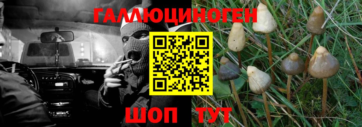Галлюциногенные грибы Psilocybine cubensis Аргун